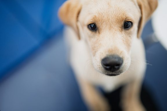 Curious yellow Labrador puppy looking up.