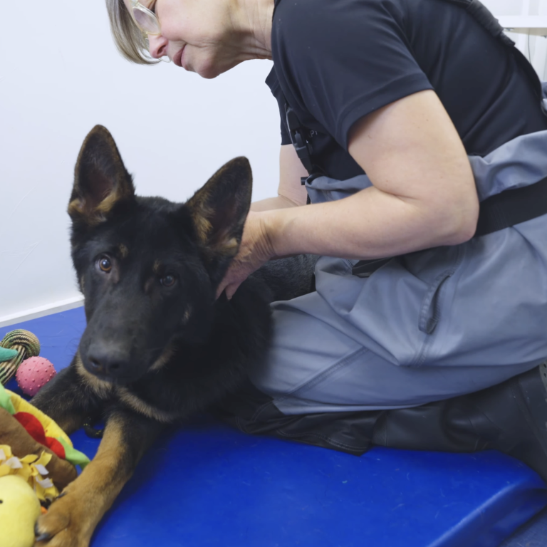 A woman gently attends to a relaxed black and tan german shepherd dog surrounded by toys.