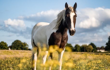 A brown and white horse stands in a field with yellow flowers and blue skies.